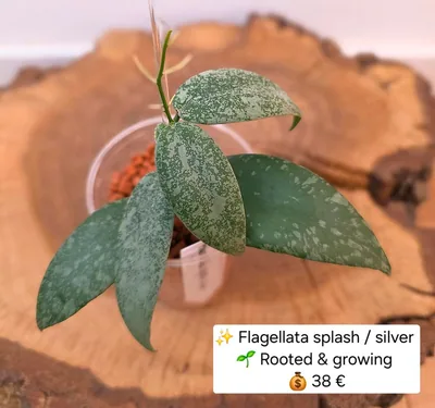Hoya flagellata Splash / Silver, Bewurzelte Pflanze