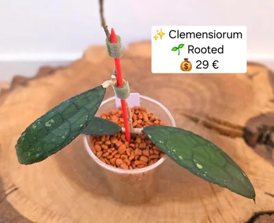 Hoya clemensiorum (Splash), Bewurzelte Pflanze