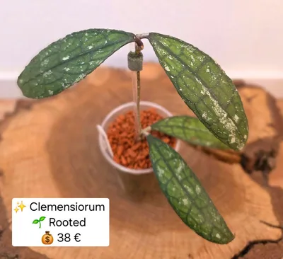 Hoya clemensiorum (Splash), Bewurzelte Pflanze