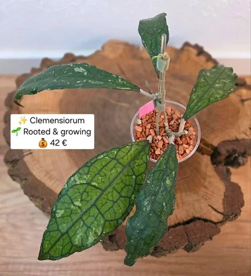 Hoya clemensiorum (Splash), Bewurzelte Pflanze