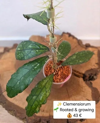 Hoya clemensiorum (Splash), Bewurzelte Pflanze
