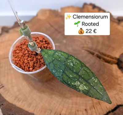 Hoya clemensiorum (Splash), Bewurzelte Pflanze