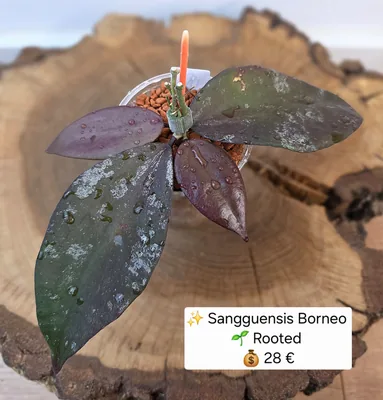 Hoya sangguensis – Borneo clone „flower flip back“, Bewurzelte Pflanze