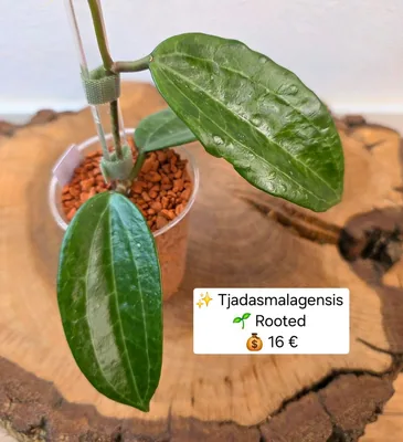 Hoya latifolia G.Don (syn. Hoya tjadasmalangensis Bakh.f.), Bewurzelte Pflanze