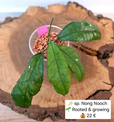 Hoya sp. Nong Nooch, Bewurzelte Pflanze