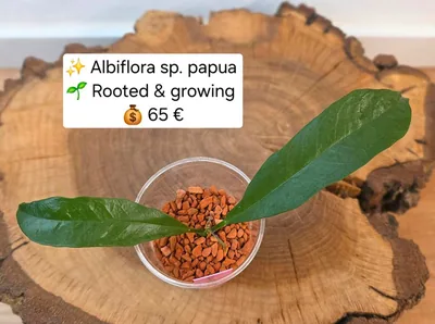 Hoya albiflora sp. Papua, Bewurzelte Pflanze