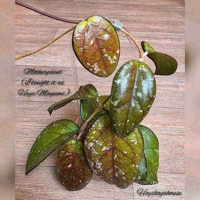 Hoya mayumi, Bewurzelte Pflanze