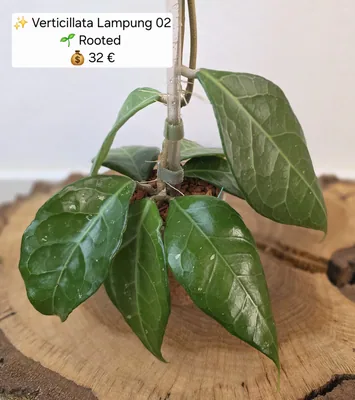 Hoya Verticillata Lampung 02, Bewurzelte Pflanze