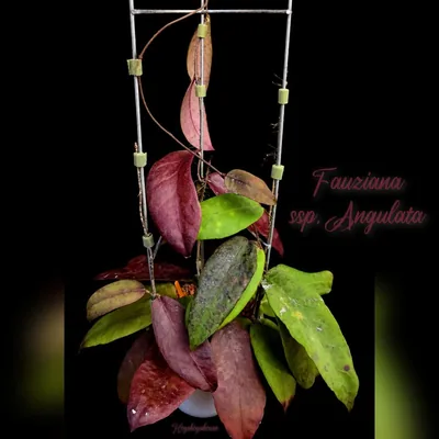 Hoya fauziana ssp. Angulata, Steckling