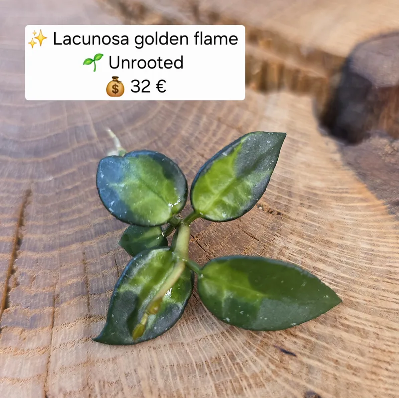 Hoya lacunosa ‘Golden Flame’, Steckling