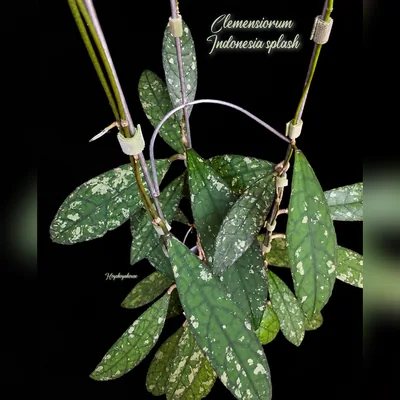 Clemensiorum Indonesia splash