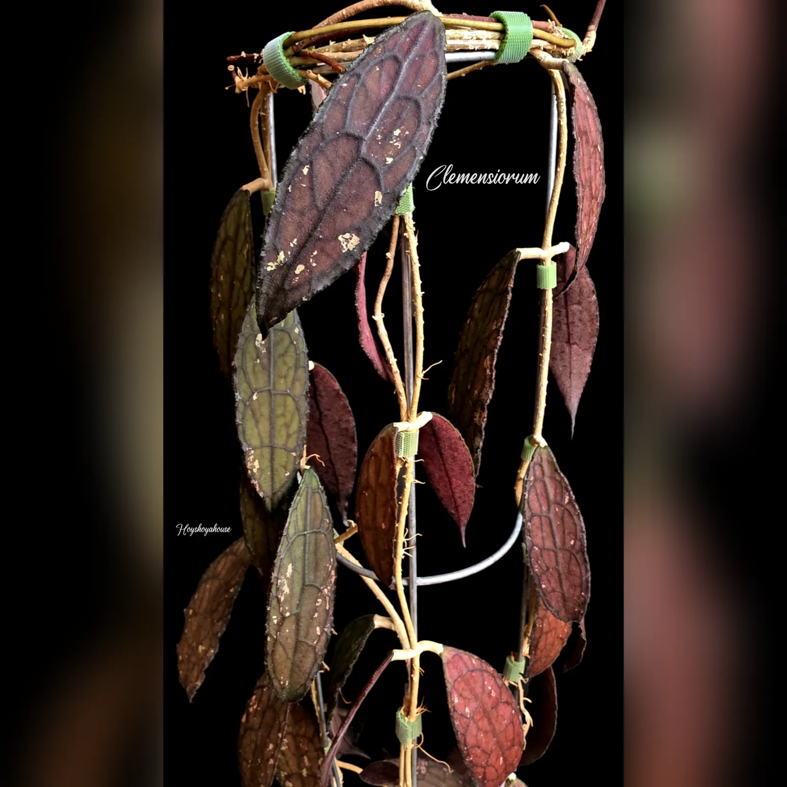 Clemensiorum (red / black leaves)