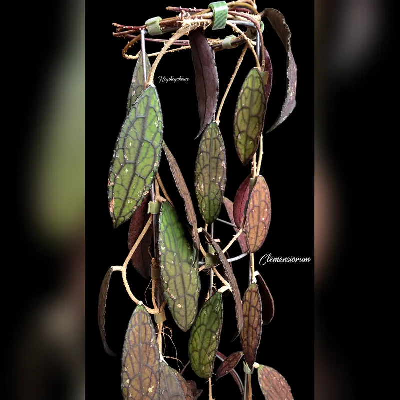 Clemensiorum (red / black leaves) – Mutterpflanze 2