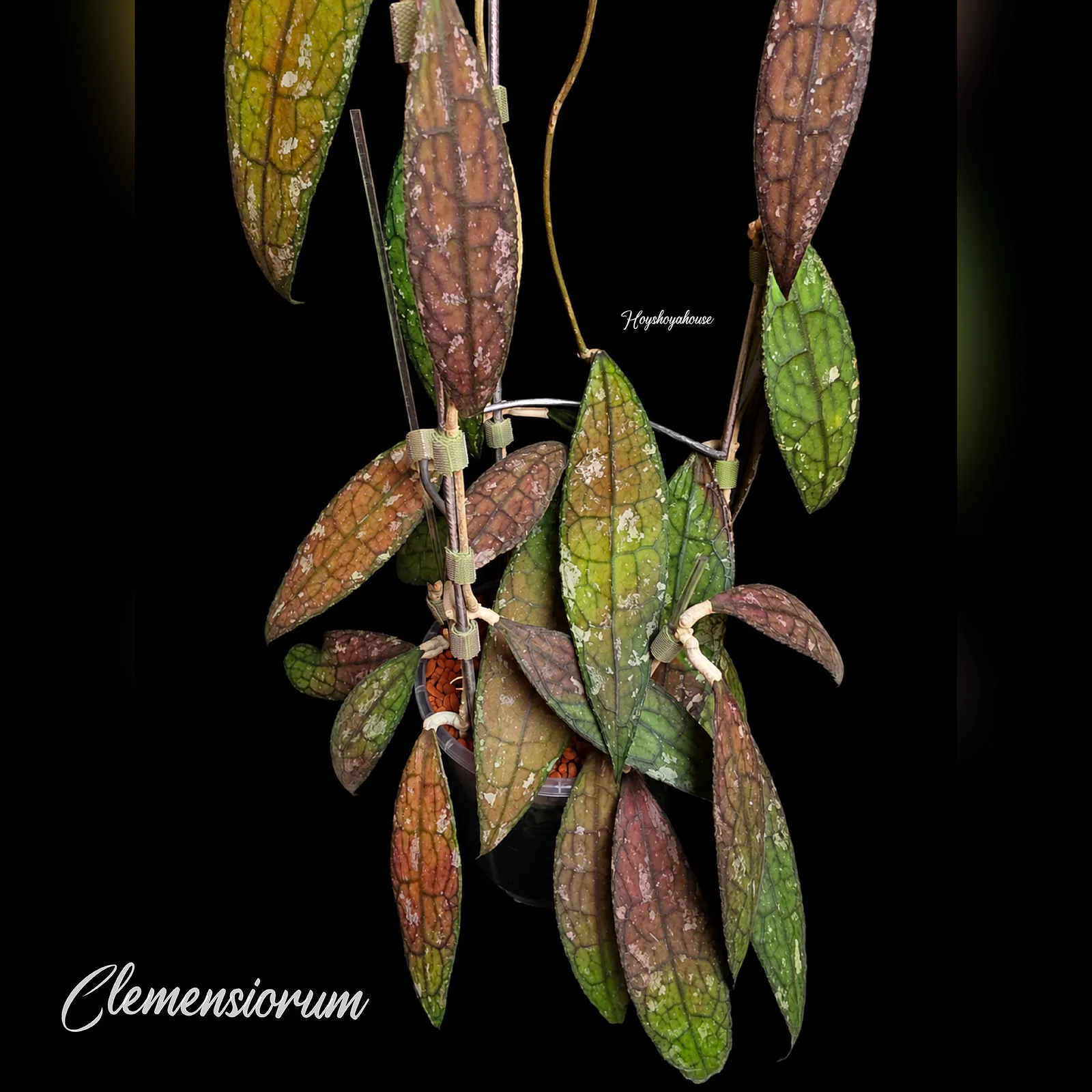 Clemensiorum