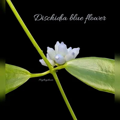Dischidia blue Flower