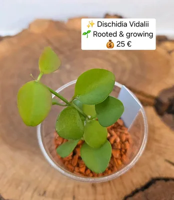 Dischidia vidalii