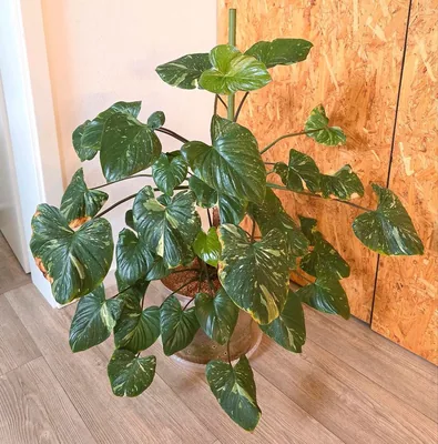 Homalomena rubescens Pink Mutation Variegata