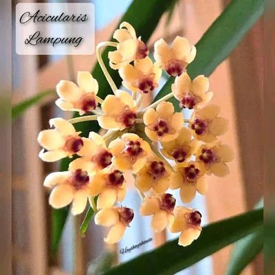 Hoya acicularis Lampung