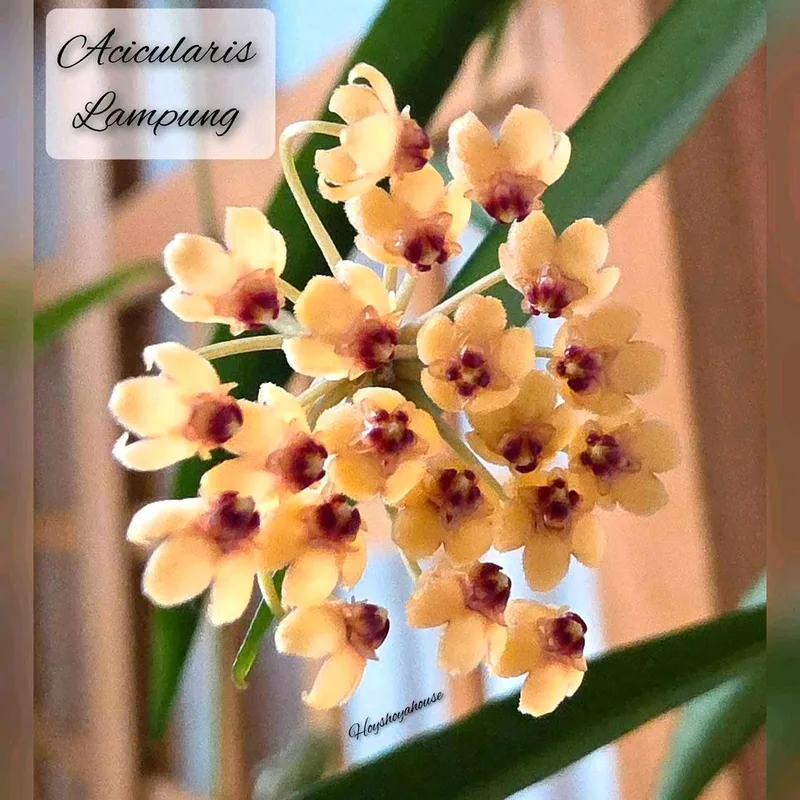 Hoya acicularis Lampung – Mutterpflanze