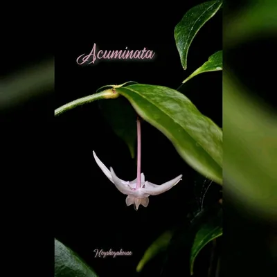 Hoya acuminata
