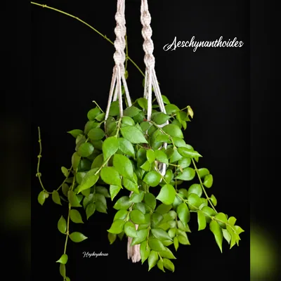 Hoya aeschynanthoides