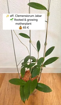Hoya aff. Clemensiorum Jabar