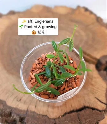 Hoya aff. Engleriana