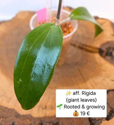 Hoya aff. Rigida (Giant Leaves) Ähnlich Latifolia