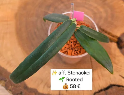 Hoya aff. Stenakei / Stenaokei