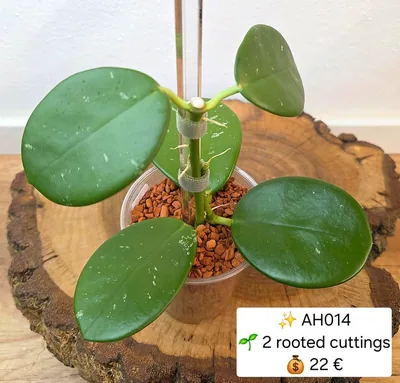 Hoya AH 014 / AH014