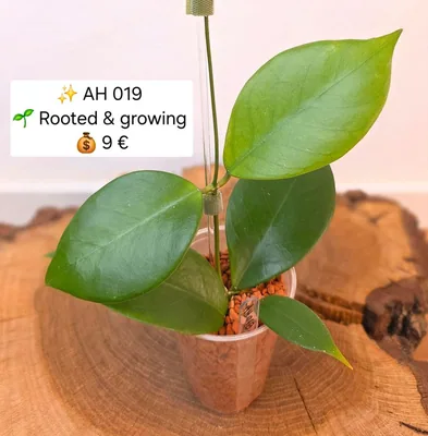 Hoya AH 019 / AH019