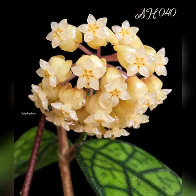 Hoya AH 040