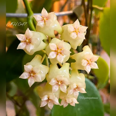 Hoya AH 047 / AH047