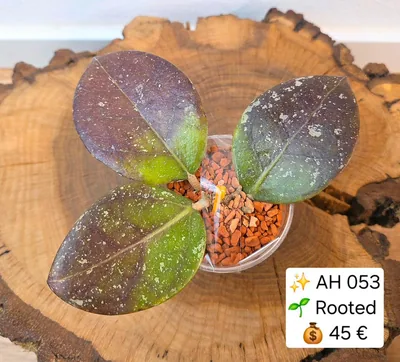 Hoya AH 053