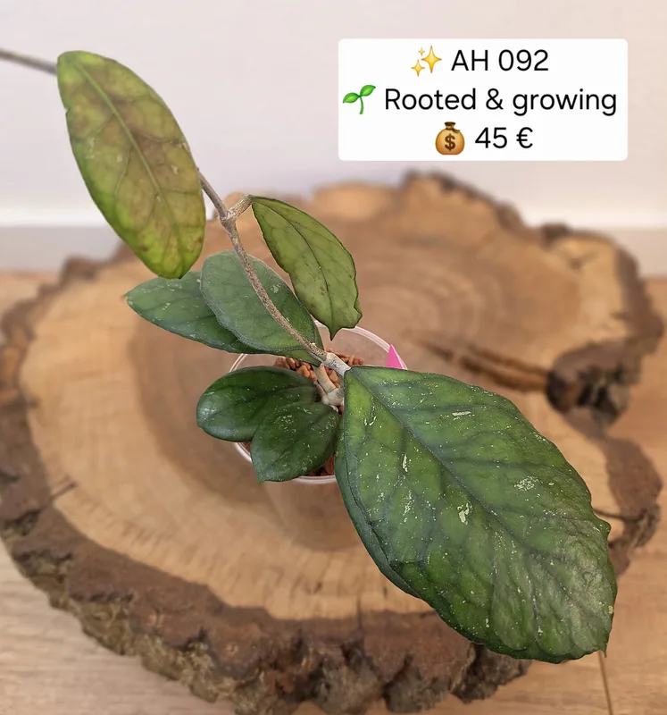 Hoya AH 092 – Mutterpflanze