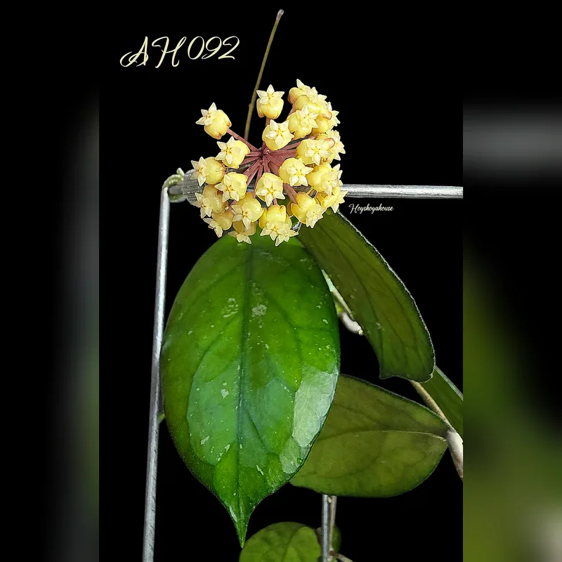 Hoya AH 092 – Blüte
