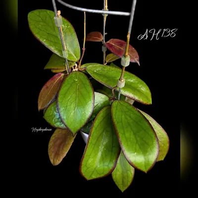 Hoya AH 138 (RED Edge)