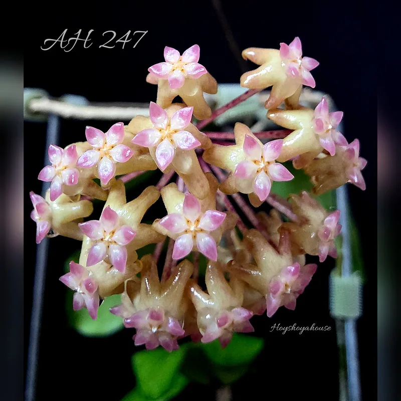Hoya AH 247 – Blüte