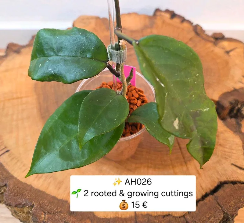 Hoya AH026 / AH 026 – Mutterpflanze