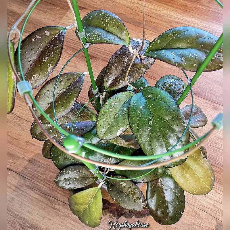 Hoya AH041 (Noelle x Vitellina) – Mutterpflanze