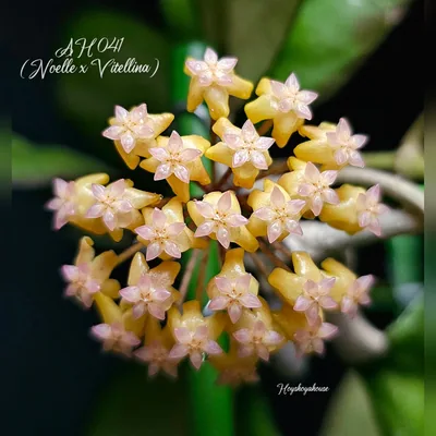 Hoya AH041 (Noelle x Vitellina)