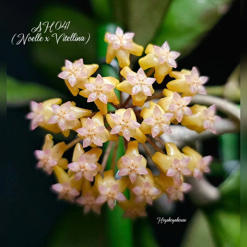 Hoya AH041 (Noelle x Vitellina) – Blüte