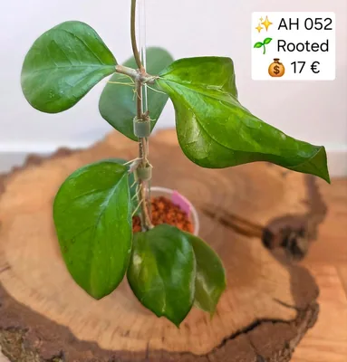 Hoya AH052