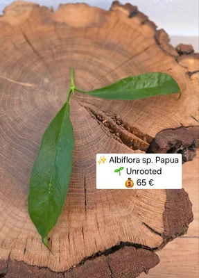 Hoya albiflora sp. Papua