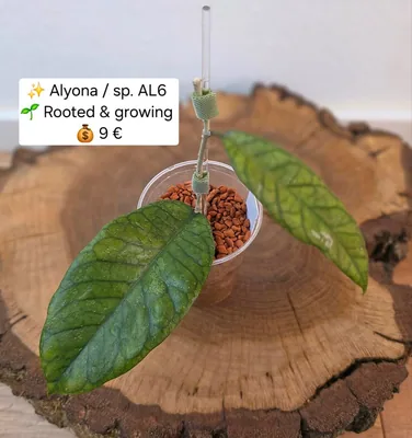 Hoya alyona / sp. AL6