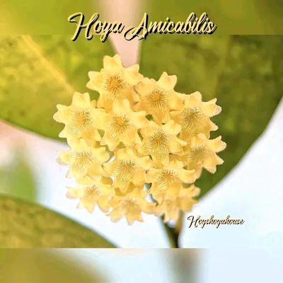 Hoya amicabilis (Splash)