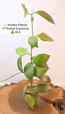 Hoya anulata (Papua)