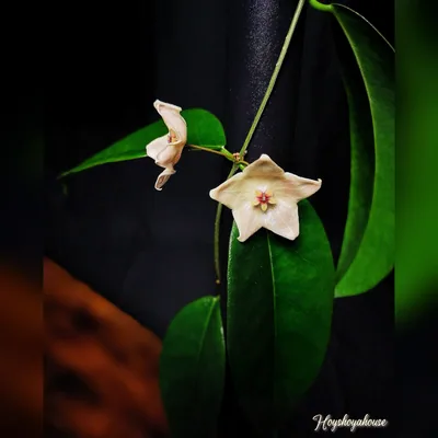 Hoya Apoda