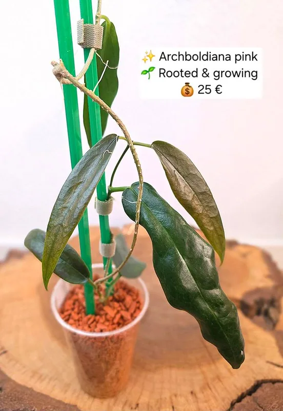 Hoya archboldiana Pink – Mutterpflanze