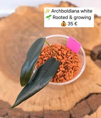 Hoya archboldiana White